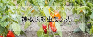 辣椒长蚜虫怎么办,第1图