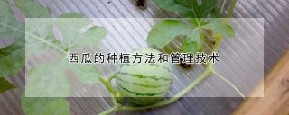 西瓜的种植方法和管理技术,第1图