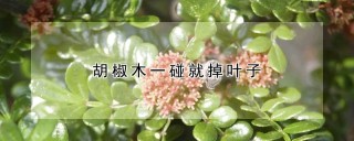 胡椒木一碰就掉叶子,第1图