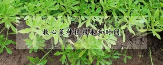 救心菜种植技术和时间,第1图