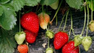 草莓有多少个品种,第1图