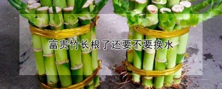 富贵竹长根了还要不要换水,第1图