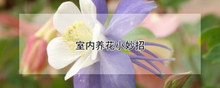 室内养花小妙招,第1图