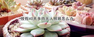 放假40天多肉无人照顾怎么办,第1图