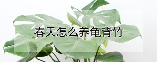 春天怎么养龟背竹,第1图