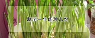 蒜苗一年能种几次,第1图