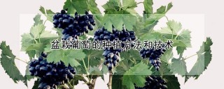 盆栽葡萄的种植方法和技术,第1图