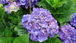 绣球花的花语 蓝色 紫色 粉色,第1图