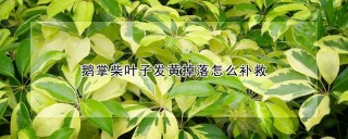 鹅掌柴叶子发黄掉落怎么补救,第1图