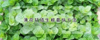 薄荷扦插生根最快方法,第1图