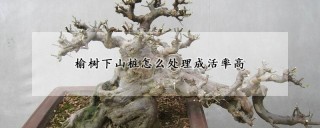 榆树下山桩怎么处理成活率高,第1图