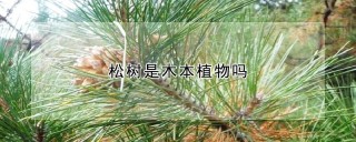 松树是木本植物吗,第1图