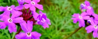 紫罗兰鲜花可以养几天,第1图