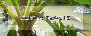 芭蕉树为什么不能种在家里,第1图