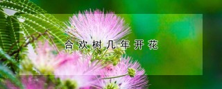 合欢树几年开花,第1图