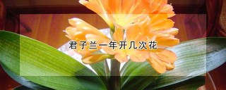 君子兰一年开几次花,第1图