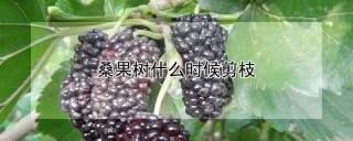 桑果树什么时候剪枝,第1图