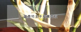 富贵竹主干发黄变软,第1图