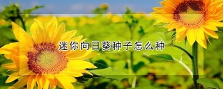 迷你向日葵种子怎么种,第1图