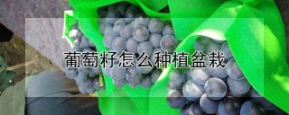 葡萄籽怎么种植盆栽,第1图