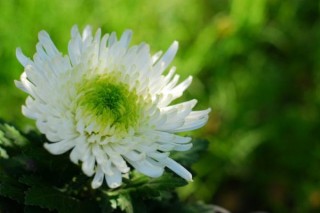 怎样才能菊花枝杆壮,第3图