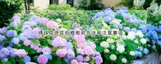 绣球花开花后修剪的方法和注意事项,第1图