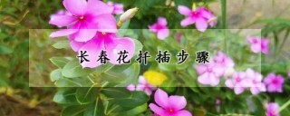 长春花扦插步骤,第1图