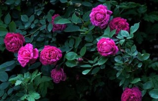 蔷薇花焉了怎么办，合理的浇水和光照很重要,第2图