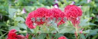 鸡冠花几月开花,第1图