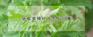 驱蚊草掉叶子怎么回事,第1图