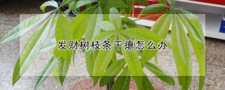 发财树枝条干瘪怎么办,第1图