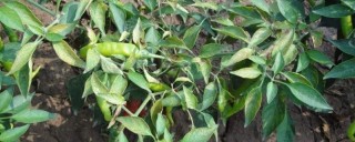 辣椒种植方法和施肥,第1图