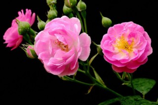 怎么种植蔷薇花,第3图