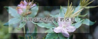 马银花和杜鹃花的区别,第1图