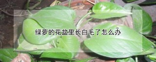 绿萝的花盆里长白毛了怎么办,第1图