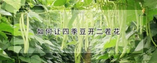 如何让四季豆开二茬花,第1图