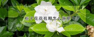 栀子花花苞期怎么施肥,第1图