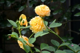 玫瑰与月季的区别，叶子/花朵/花茎具有差异,第3图