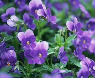 欣赏好看的紫罗兰品种及照片，淡淡的紫、幽幽的香,第6图