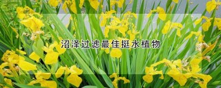 沼泽过滤最佳挺水植物,第1图