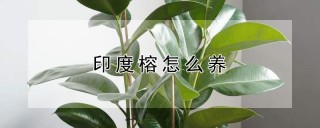 印度榕怎么养,第1图