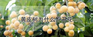 黄皮树为什么不开花,第1图