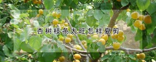 杏树枝条太旺怎样夏剪,第1图