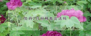 牡丹2月份移栽会活吗,第1图