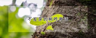 不发芽的树咋救活,第1图