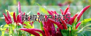 辣椒高产技巧,第1图