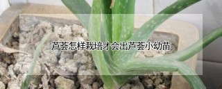 芦荟怎样栽培才会出芦荟小幼苗,第1图