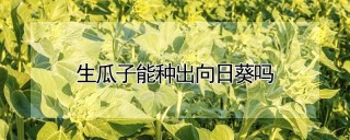 生瓜子能种出向日葵吗,第1图
