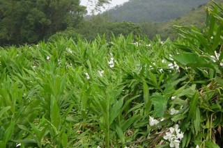 姜的种植方法和时间,第3图