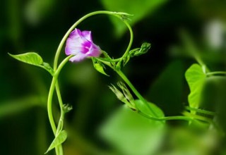 牵牛花有几种颜色，不同品种不同颜色(花色丰富),第5图